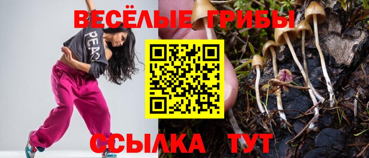 Галлюциногенные грибы Psilocybe Среднеуральск